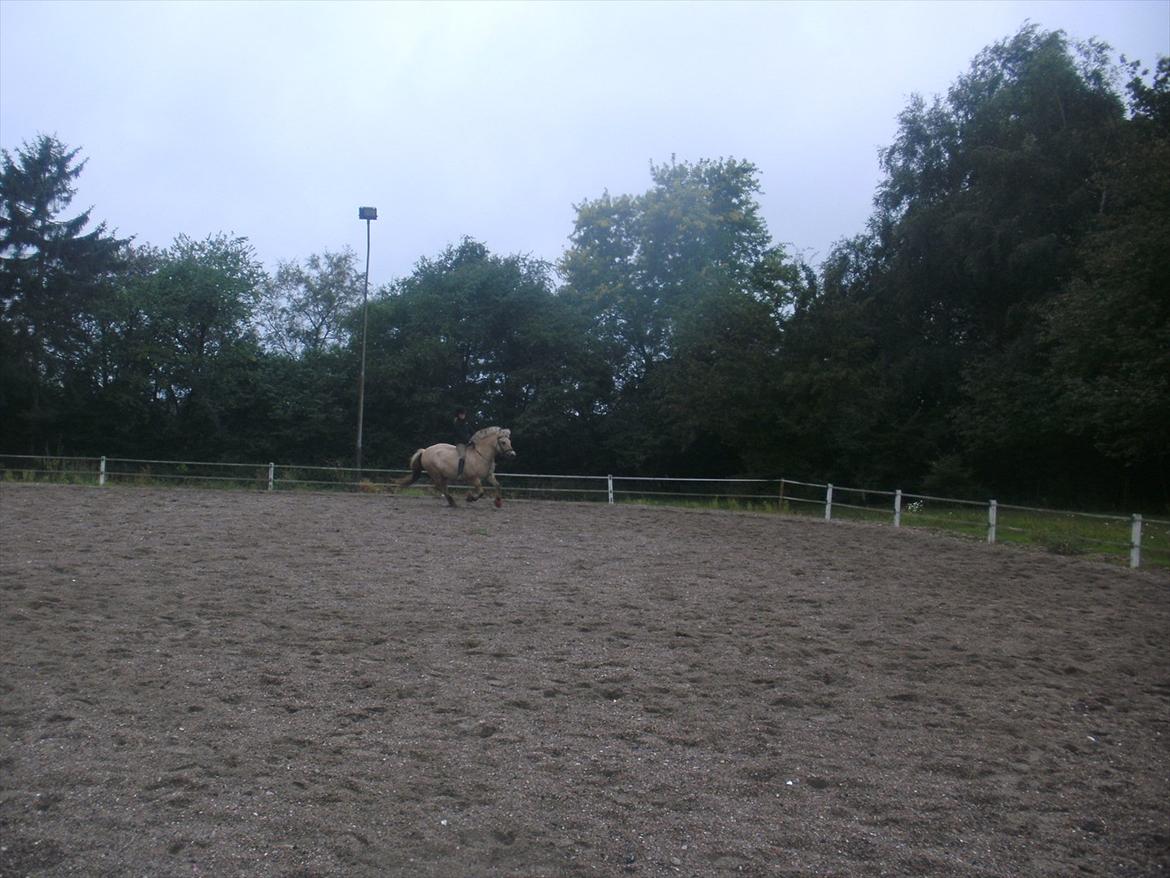 Fjordhest Prins rose *låner ham til hygge+spring* - gallop;D<3 billede 4