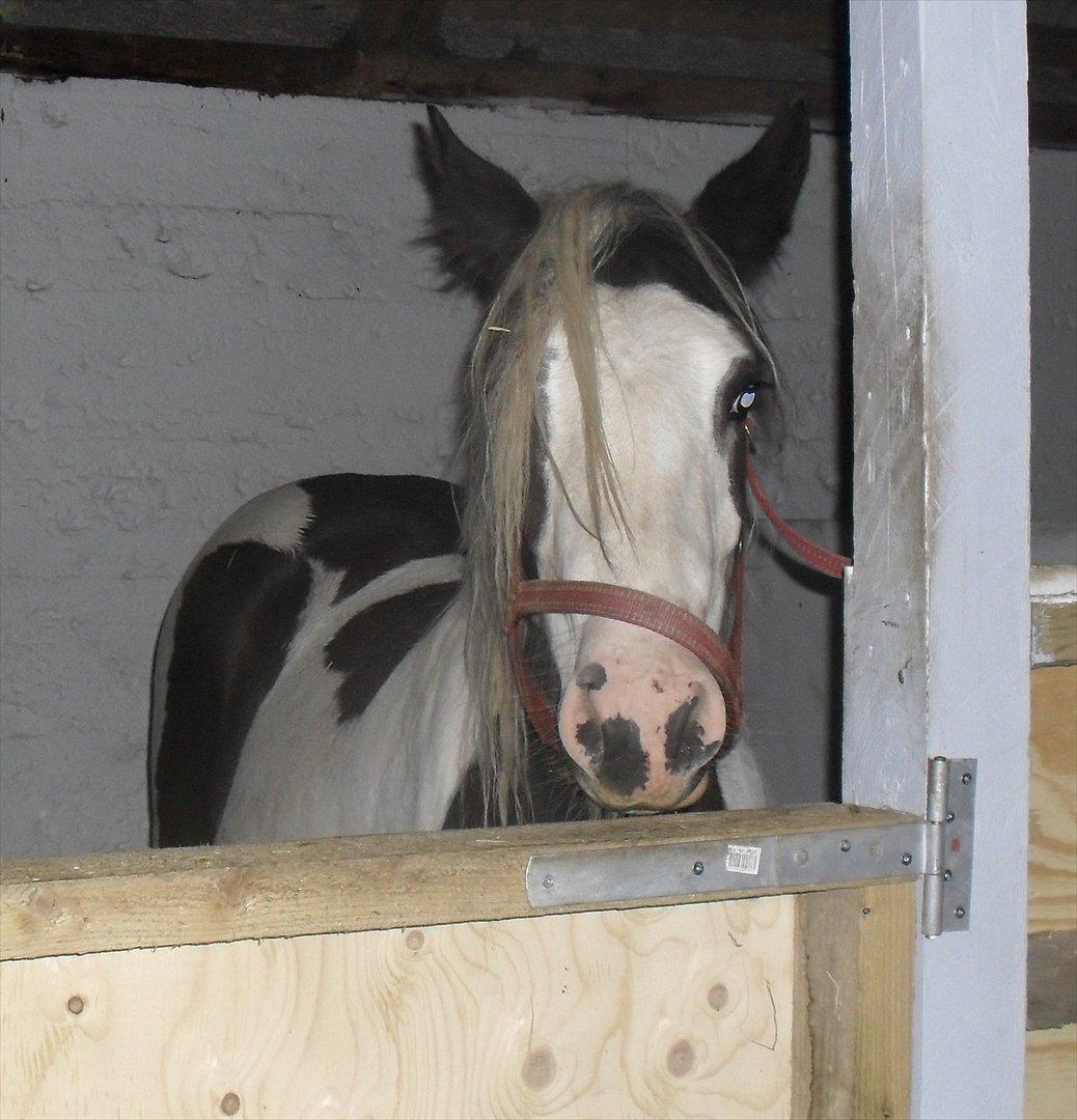 Tinker Sally - 7/10-2011
Lige ankommet billede 6