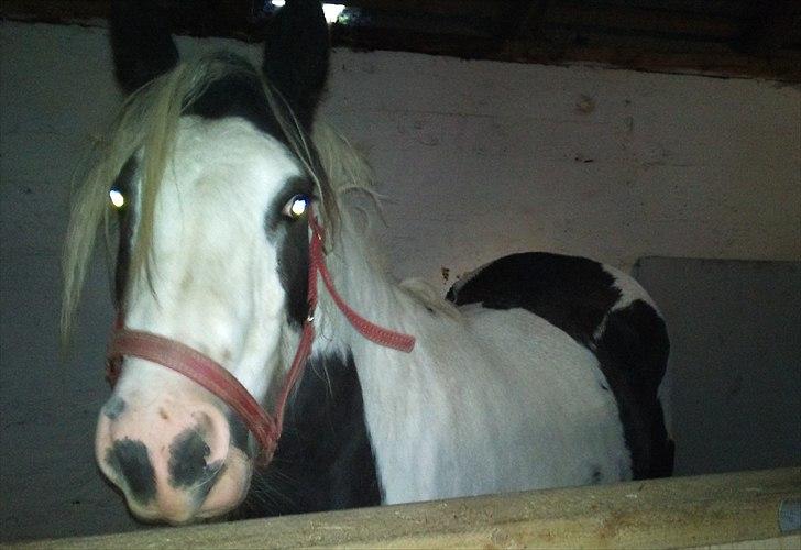 Tinker Sally - 7/10-2011 billede 7