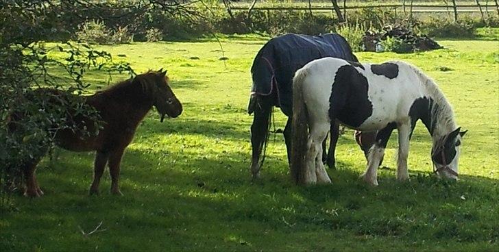 Tinker Sally - 8/10-2011
første dag på fold billede 8