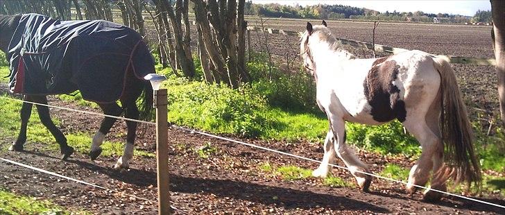 Tinker Sally - 8/10-2011 billede 9