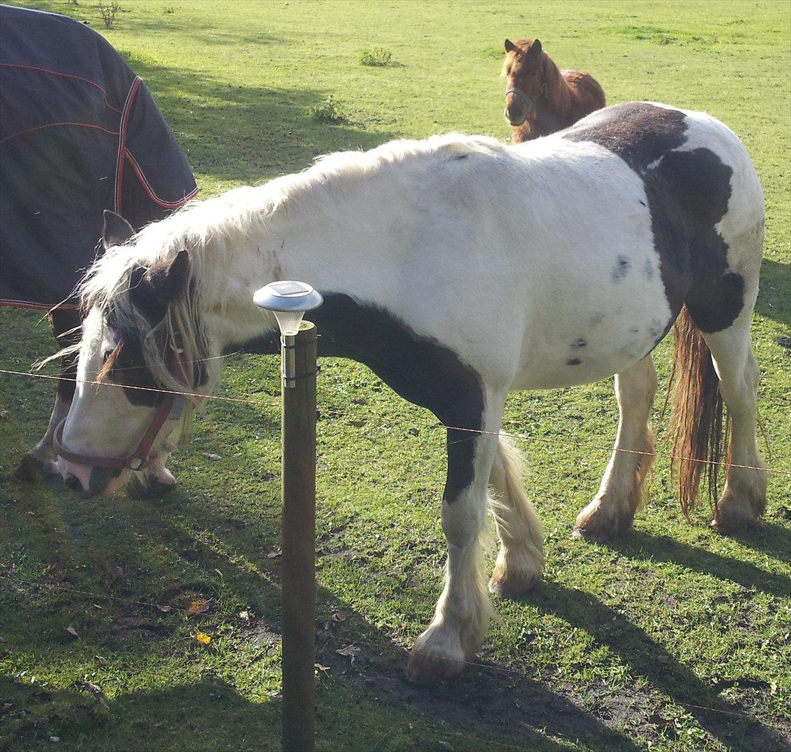 Tinker Sally - 8/10-2011 billede 10