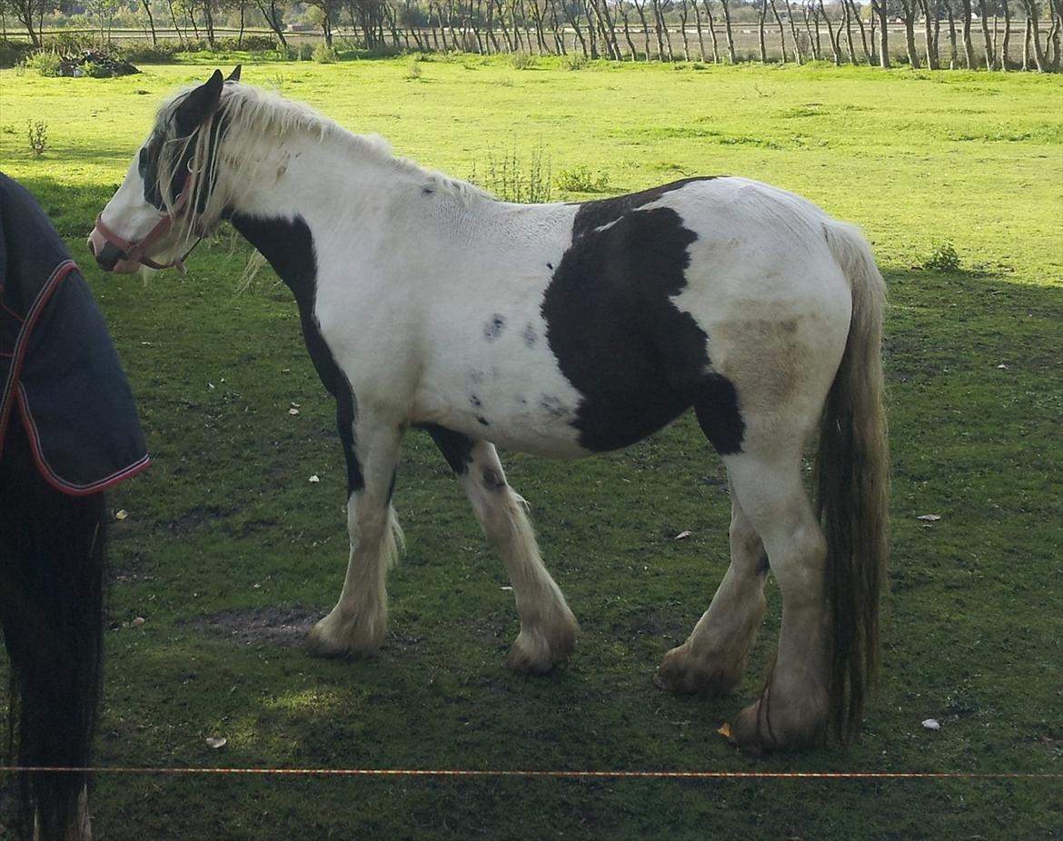 Tinker Sally - 8/10-2011 billede 11