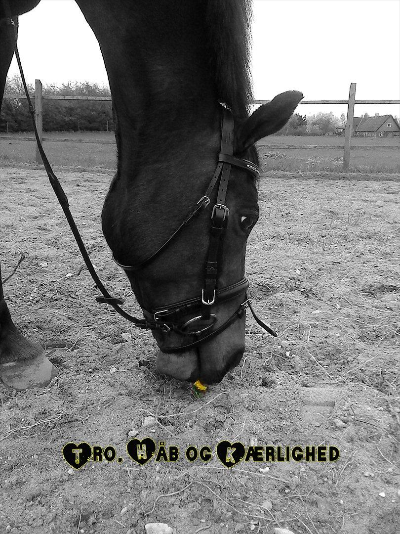 Tysk Sportspony Bubber billede 4