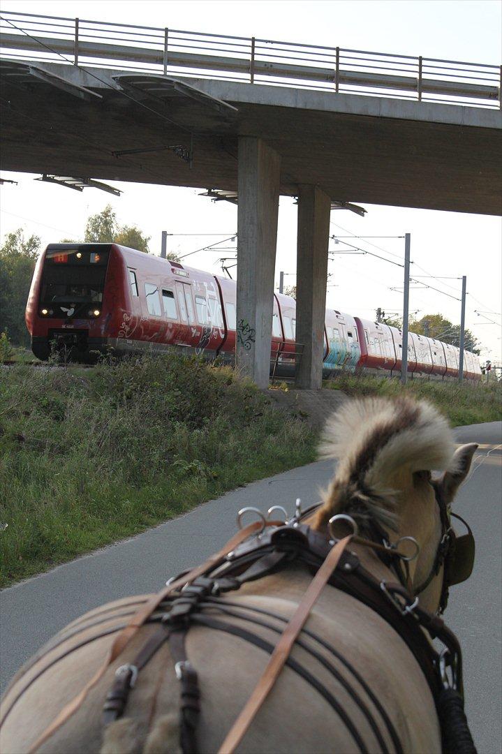 Fjordhest Mølhøjs Gunlød (Rumlepot) billede 15