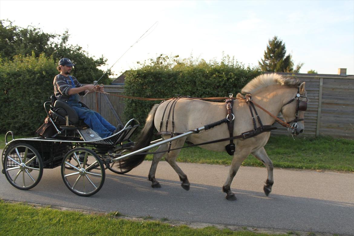 Fjordhest Mølhøjs Gunlød (Rumlepot) billede 17