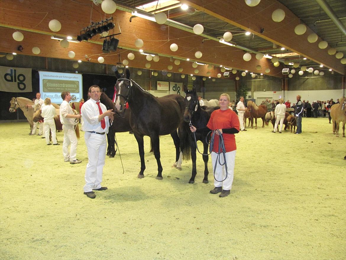 Oldenborg Bella Tisted - Kimbrerskuet i Aars, okt 2011. Bella fik 24 point + ærespremie, hun blev skuets bedste hest på tværs af racer, og publikum valgte hende som skuets smukkeste hest. Så det kunne ikke gå bedre. :) billede 3