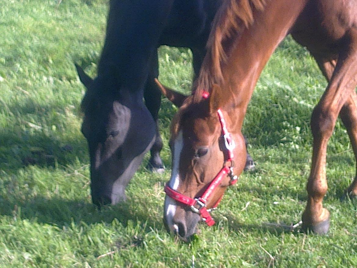 Quarter India Upon A Star billede 13