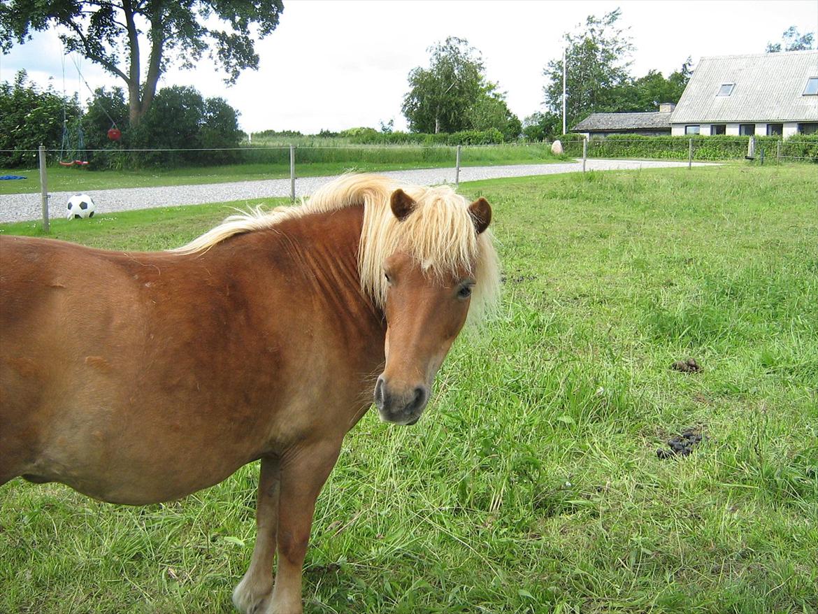 Shetlænder Flicka *Solgt - igen, FLIC HYGGER SIG <3<3<3 billede 11