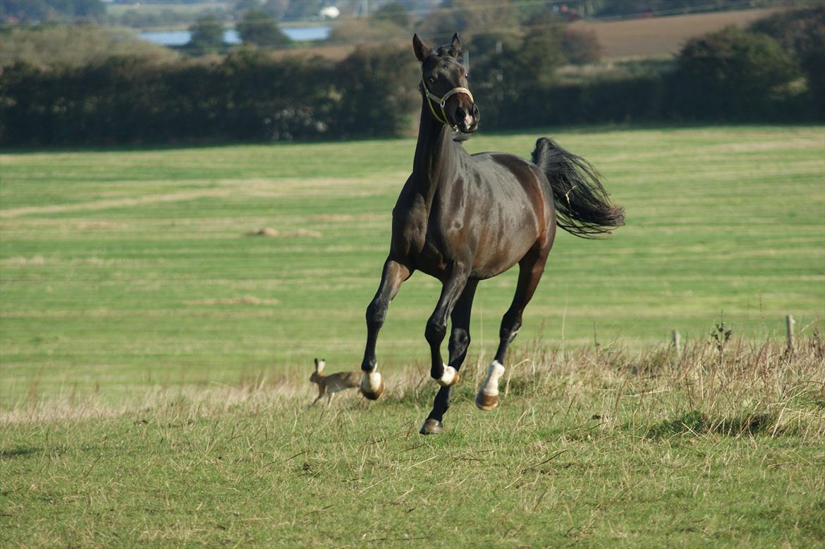Dansk Varmblod A Romanze(Roma) - Roma på fold :D Oktober 2011 foto: mig  billede 13