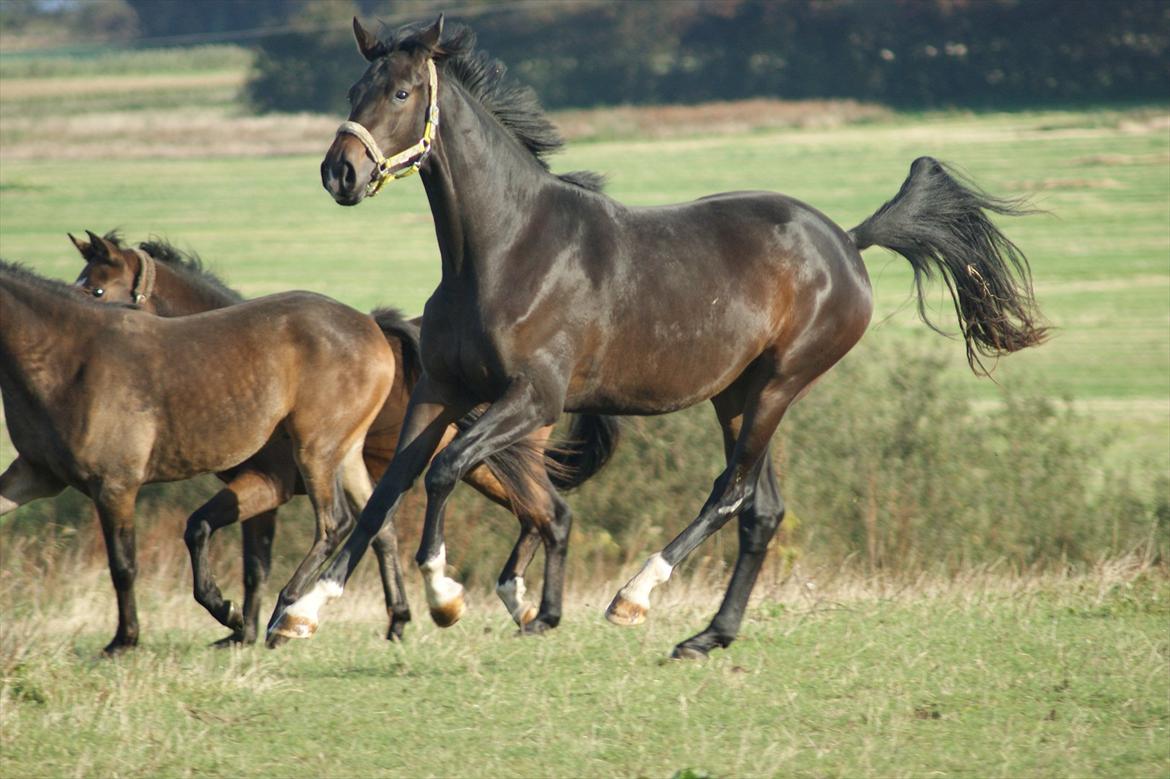 Dansk Varmblod A Romanze(Roma) - Roma påfold med Emil og Malaco for første gang ;) oktober 2011 :9 foto: mig billede 14