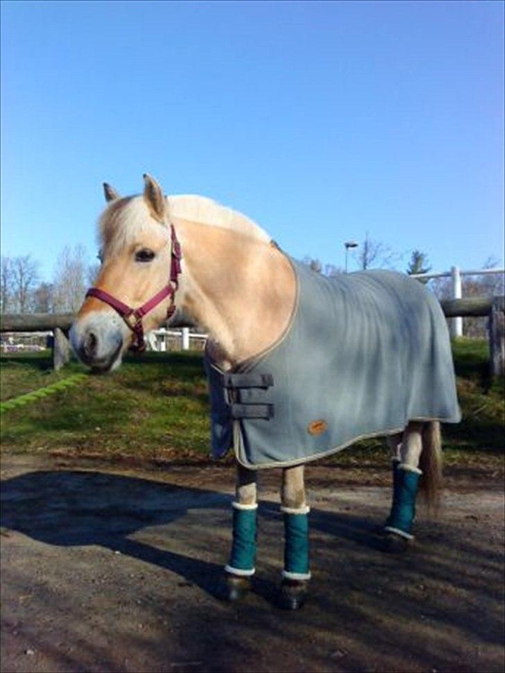 Fjordhest Janus Greis billede 17