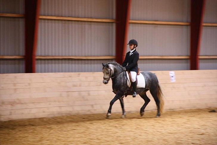 Welsh Pony (sec B) Spinelly (Solgt) - stævne på Spinelly <3 billede 6