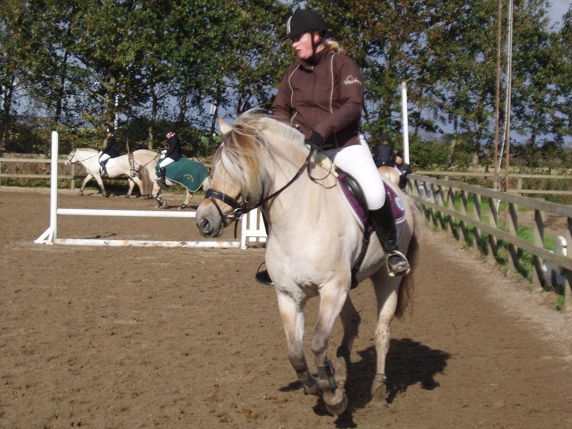 Fjordhest Bolette Kaptain - opvamring til 60 cm spring til fvk d. 8/10 2011 foto: mor billede 14