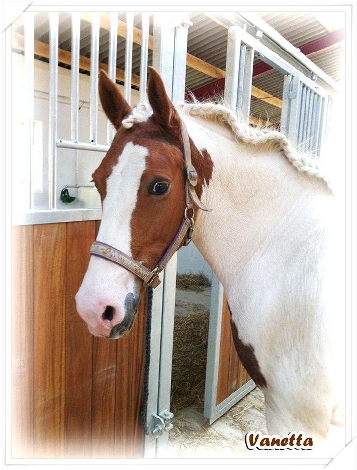 Anden særlig race Vanetta  - Vanetta i sommers, lige da stalden var bygget færdig ;-) billede 5