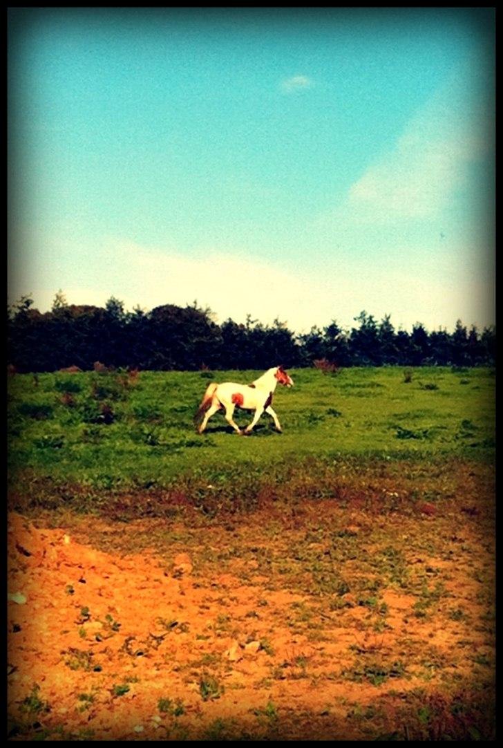 Anden særlig race Vanetta  - floden :-) billede 8