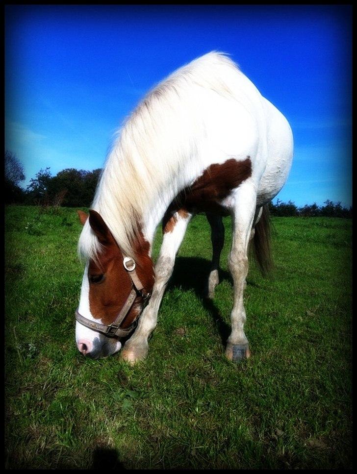 Anden særlig race Vanetta  - På flod. ;-) billede 13