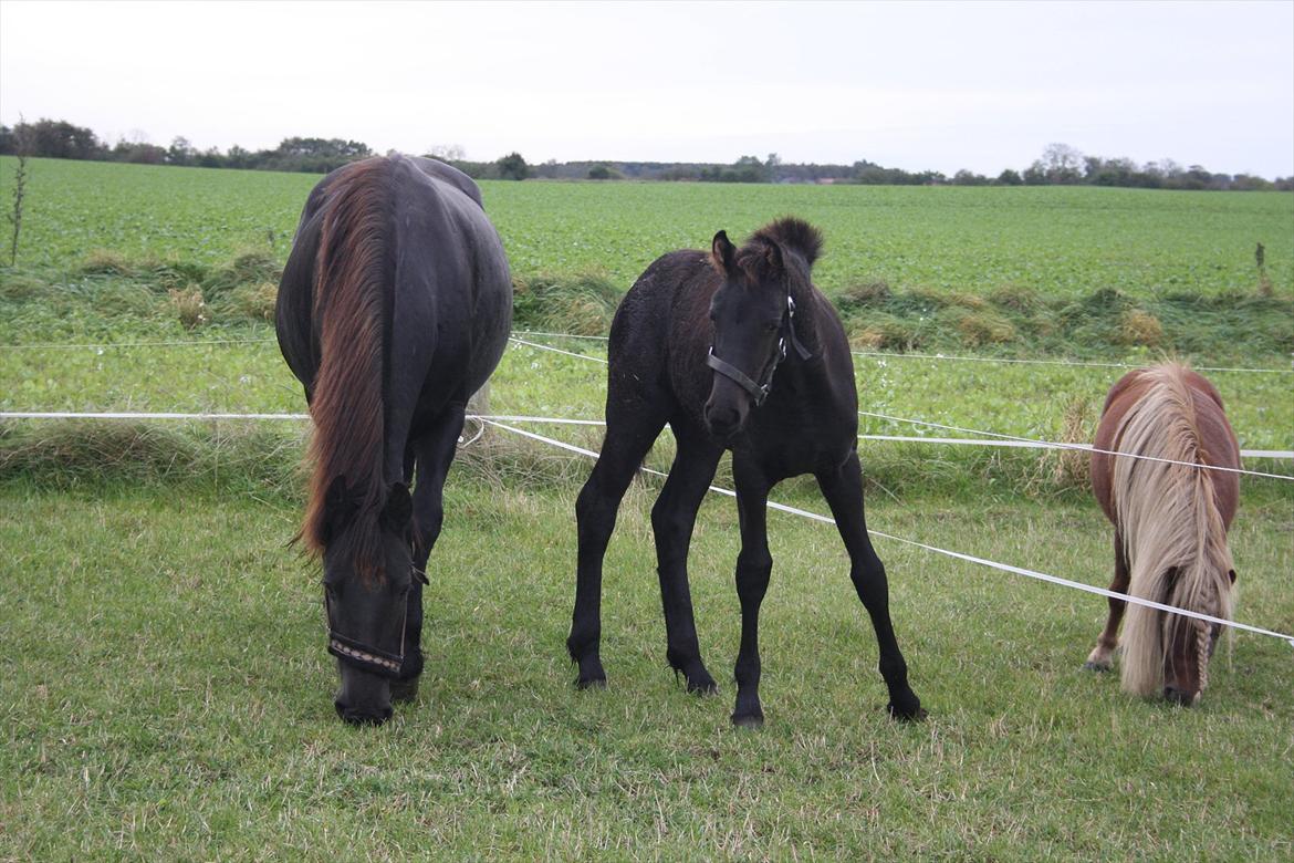 Frieser Vojenslunds Joyce (SOLGT) billede 15