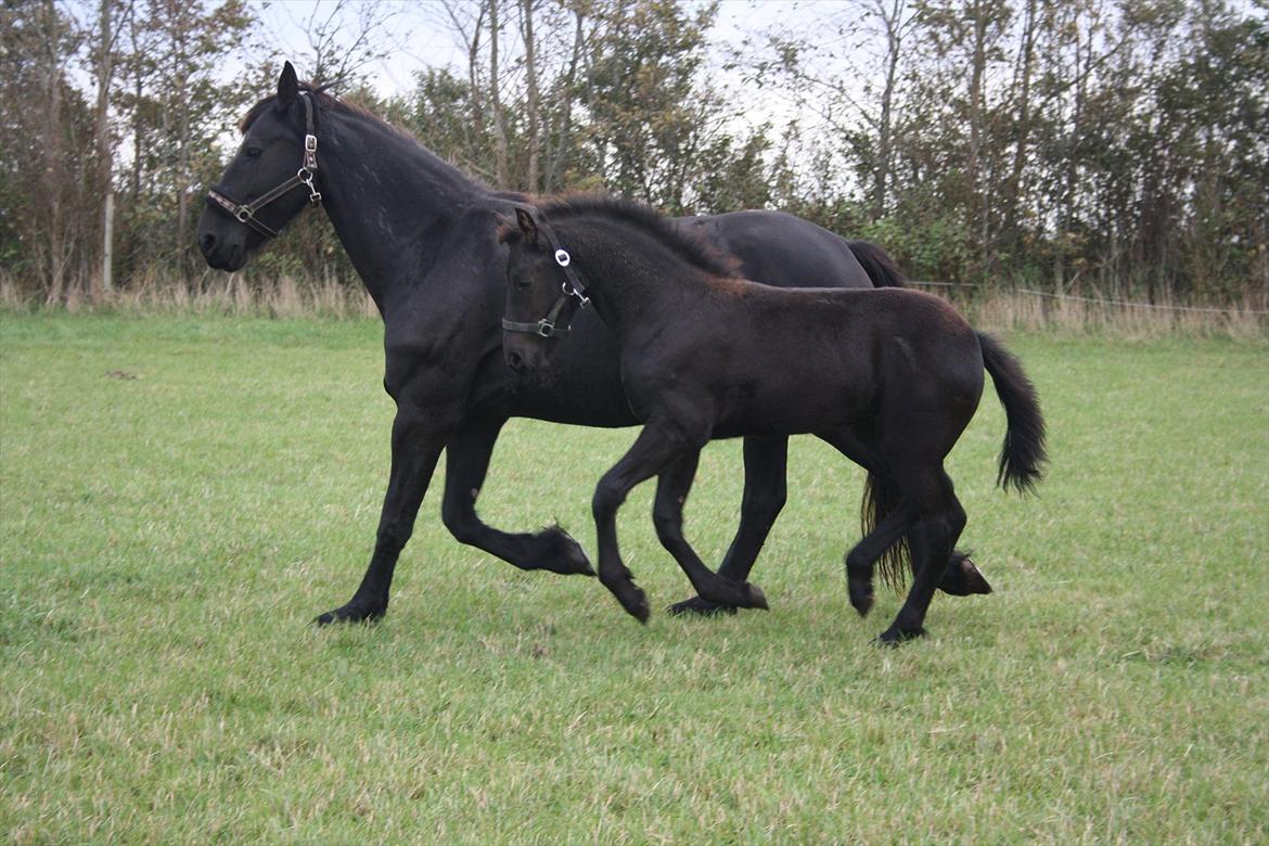 Frieser Vojenslunds Joyce (SOLGT) billede 16