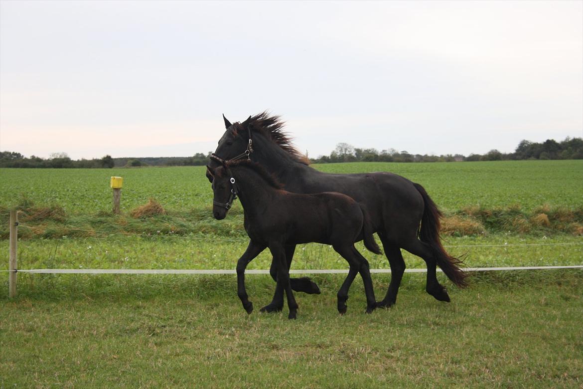 Frieser Vojenslunds Joyce (SOLGT) billede 17