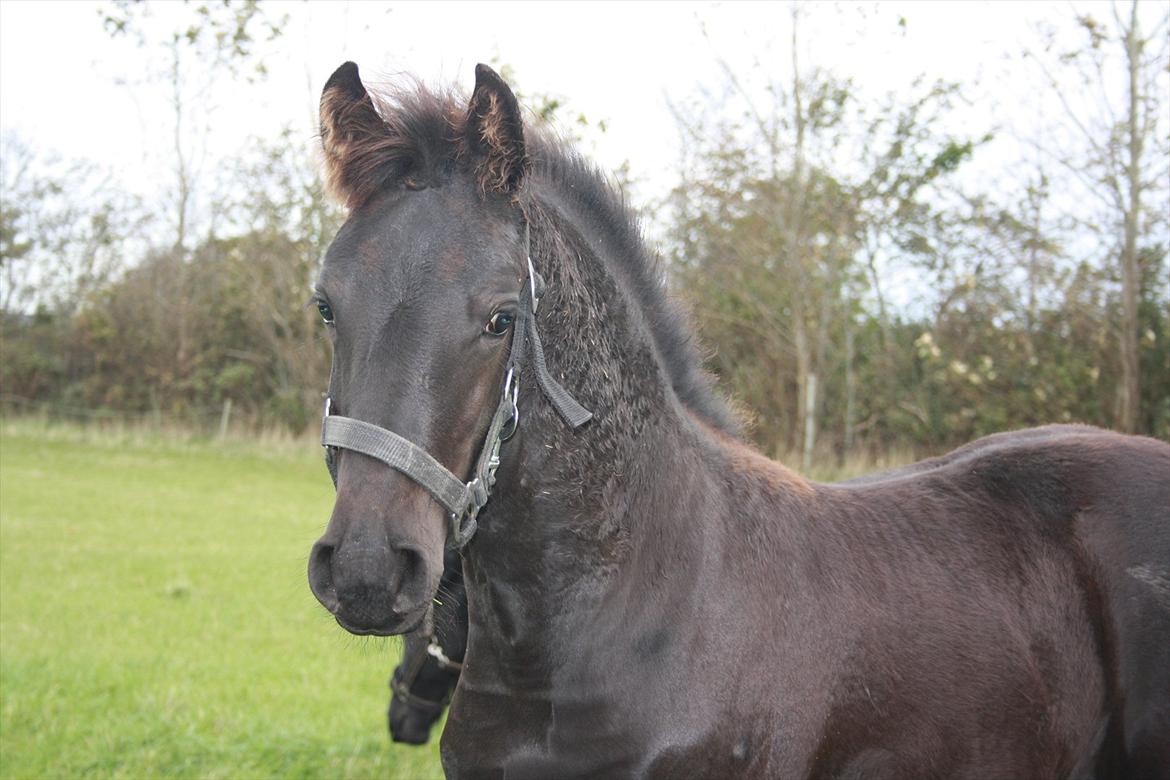 Frieser Vojenslunds Joyce (SOLGT) billede 1