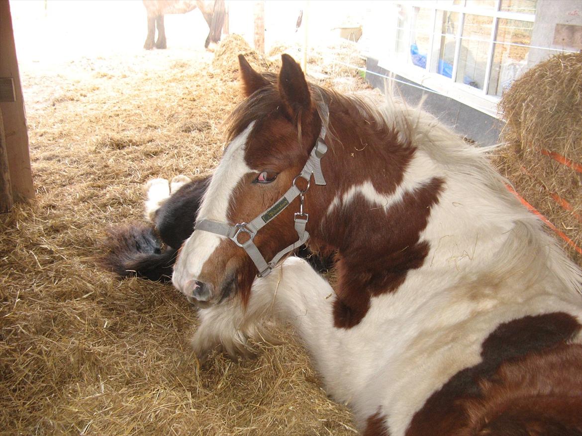 Irish Cob Troelsegaardens Mirabella - kan man ikke få lov at sove i fred... billede 13