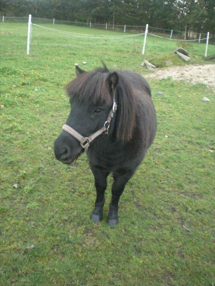 Shetlænder Kirkebakkens Regina ( Rille) - hej alle sammen ! 
er jeg ikke smuk billede 9
