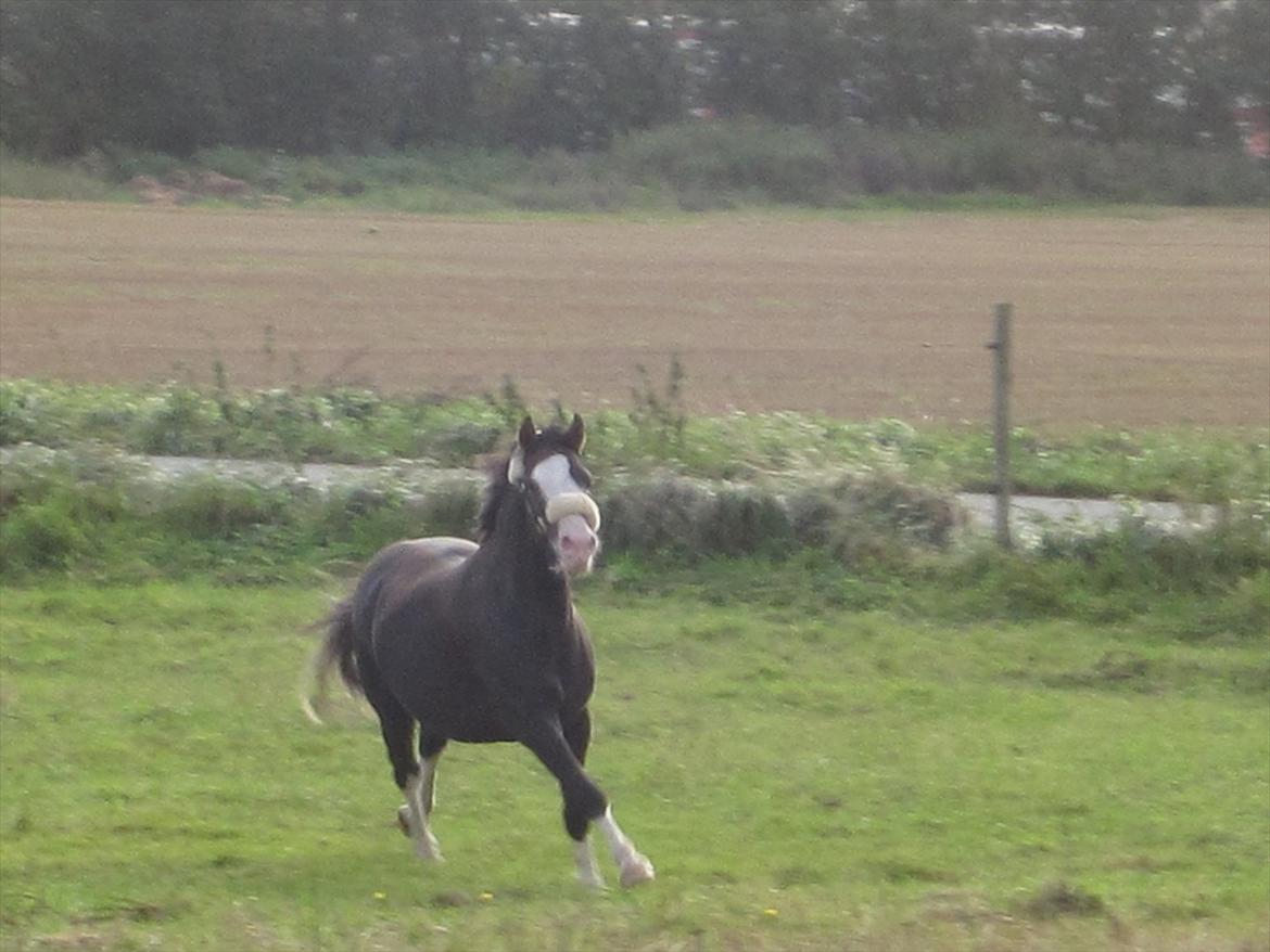 Welsh Pony (sec B) F.H. Bjerregårds Wonder - I will always love you, no matter where you are<3<3<3 billede 1