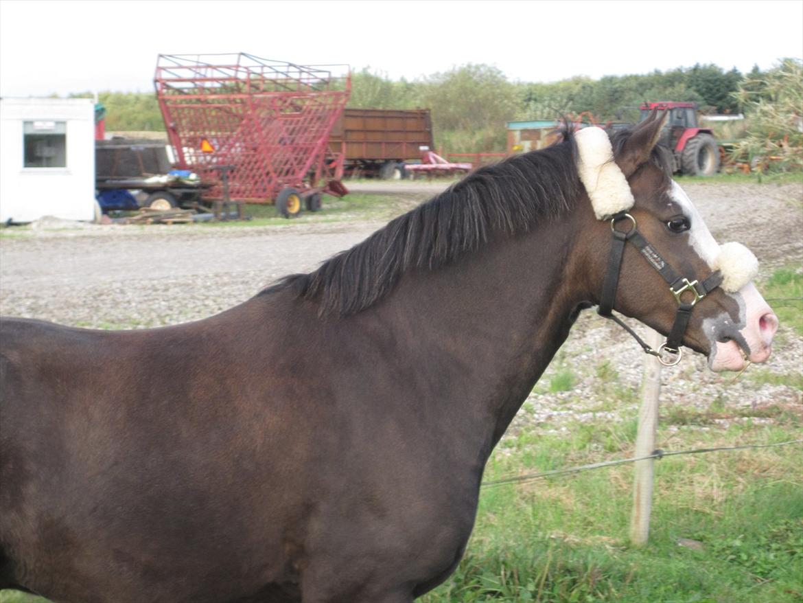 Welsh Pony (sec B) F.H. Bjerregårds Wonder - det er onsdag og han er lige kommet billede 2