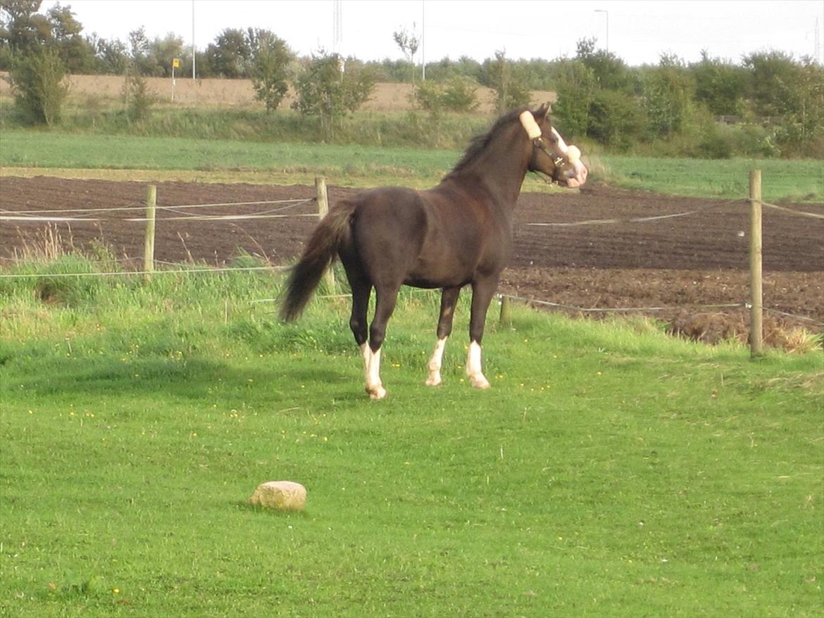 Welsh Pony (sec B) F.H. Bjerregårds Wonder - vrinsk bare løs billede 3