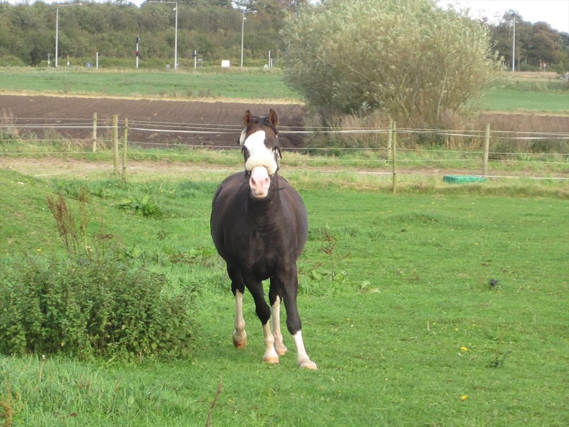 Welsh Pony (sec B) F.H. Bjerregårds Wonder -  han løber fuld galop hen mod os billede 4