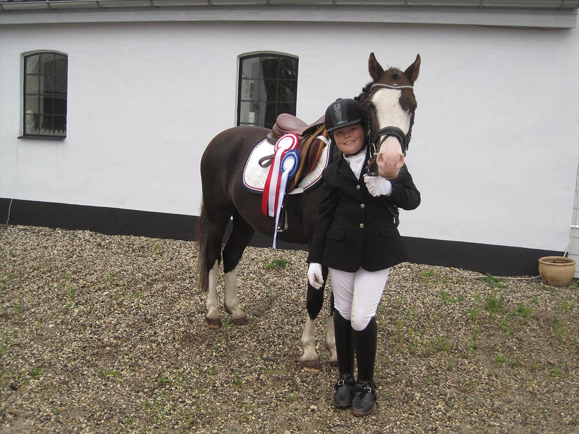 Welsh Pony (sec B) F.H. Bjerregårds Wonder - det er søndag og vi vandt en 1. og en 2. plads i dressur billede 5