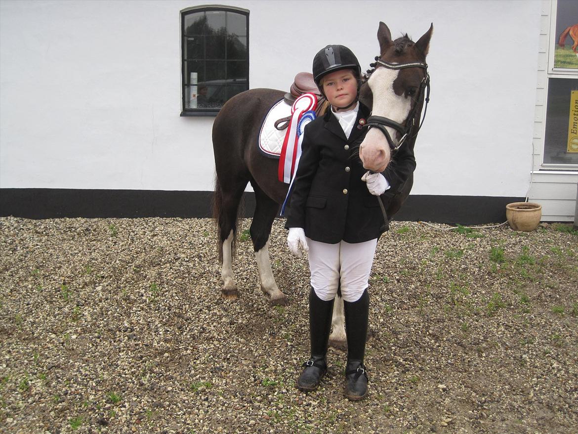 Welsh Pony (sec B) F.H. Bjerregårds Wonder - et bilede til af prinsen
jeg ødelægger bare billedet med min grimasse billede 6