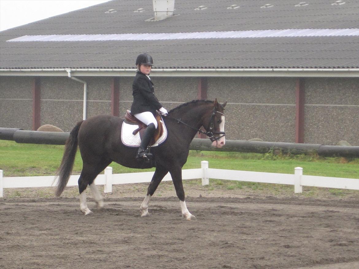 Welsh Pony (sec B) F.H. Bjerregårds Wonder - til stævne igen billede 8