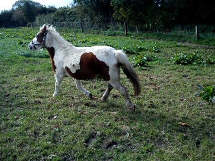 Anden særlig race Tulle <3   - tøffe tøffe tøffe! billede 8