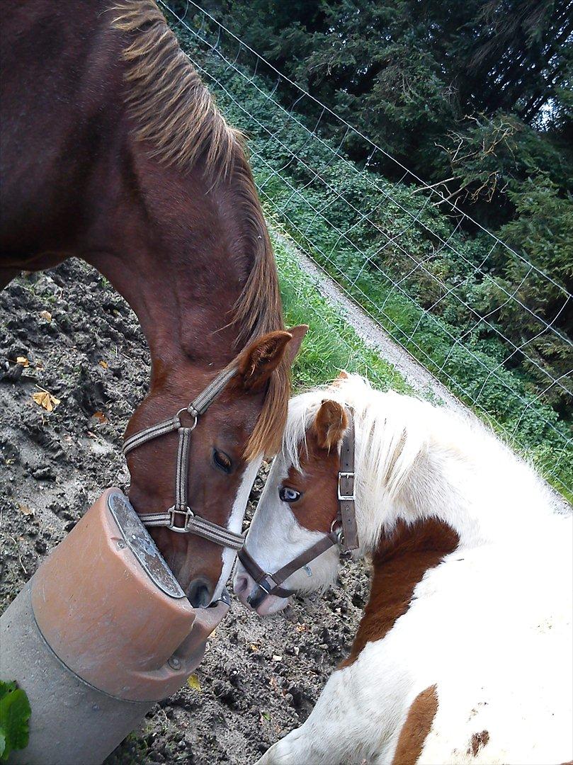 Anden særlig race Tulle <3   - Nåårr hvor er de søde <3 billede 9