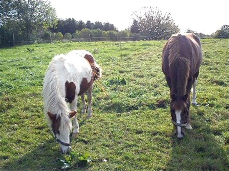 Anden særlig race Tulle <3   - sammen er de to forever <3 billede 4