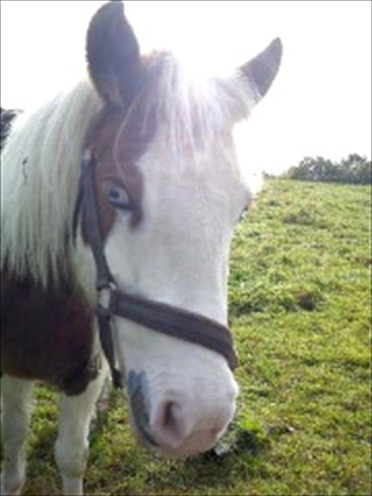 Anden særlig race Tulle <3   billede 2