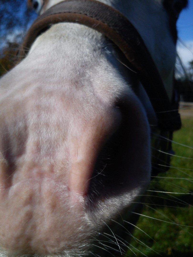 Anden særlig race Tulle <3   - mulle dyr hehe billede 3