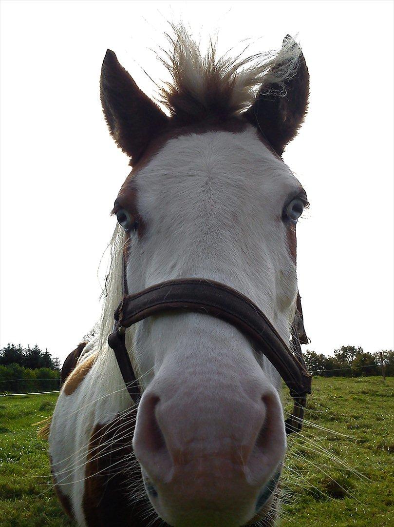 Anden særlig race Tulle <3   billede 1