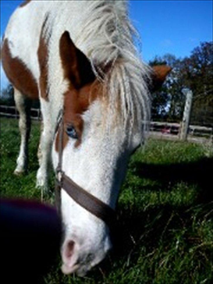 Anden særlig race Tulle <3   - uhh gras billede 5