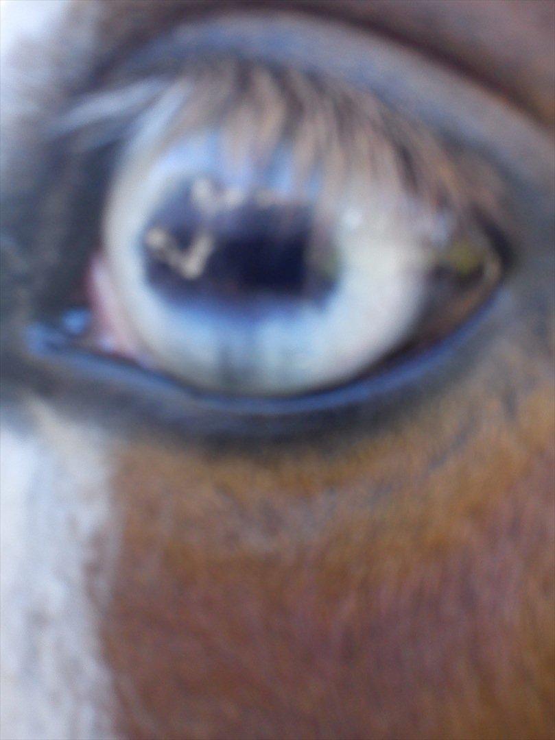 Anden særlig race Tulle <3   - FANTASTISKE øjne! det klær hende så godt! <3 billede 7