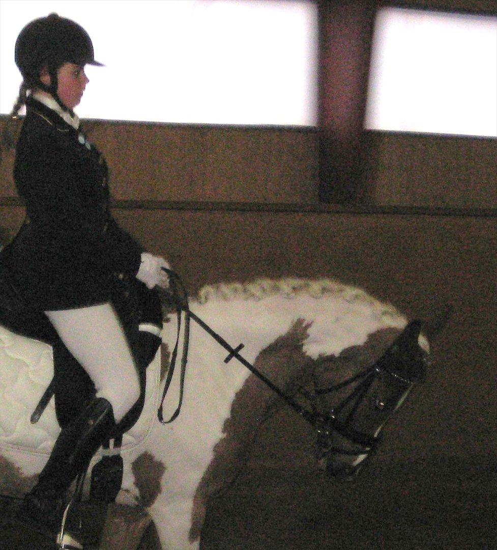 Pinto Araber Bandit Queen - Rytter: Carola Bramsen billede 9