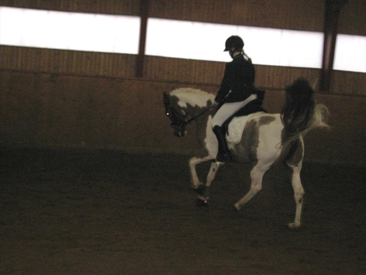 Pinto Araber Bandit Queen - Rytter: Carola Bramsen billede 11