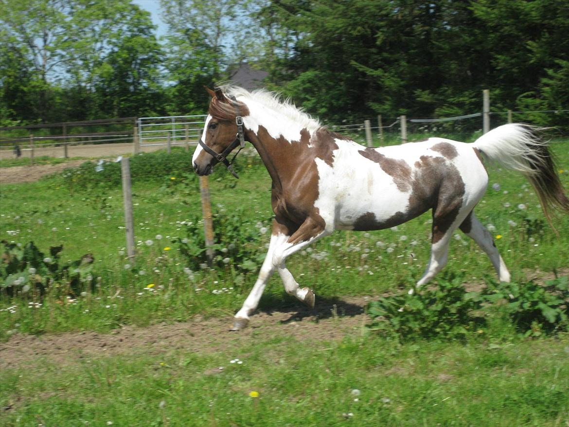 Pinto Araber Bandit Queen billede 14
