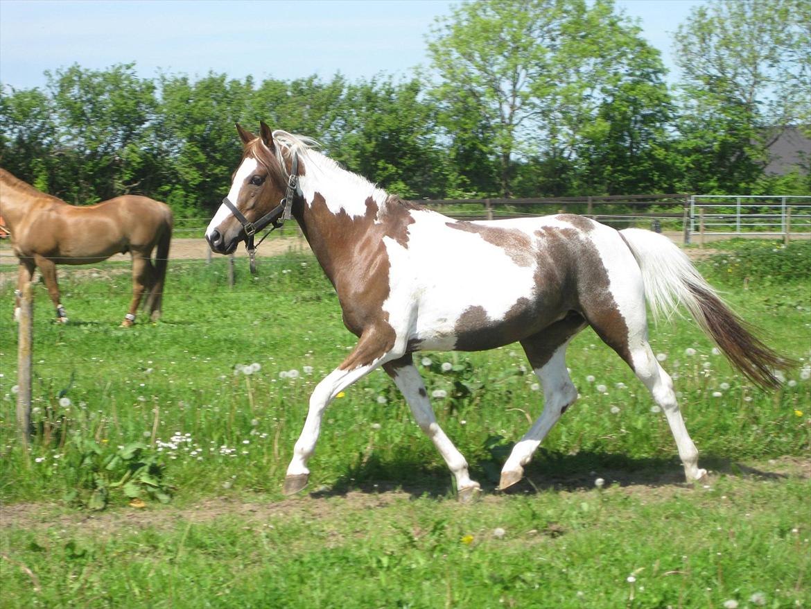 Pinto Araber Bandit Queen billede 15