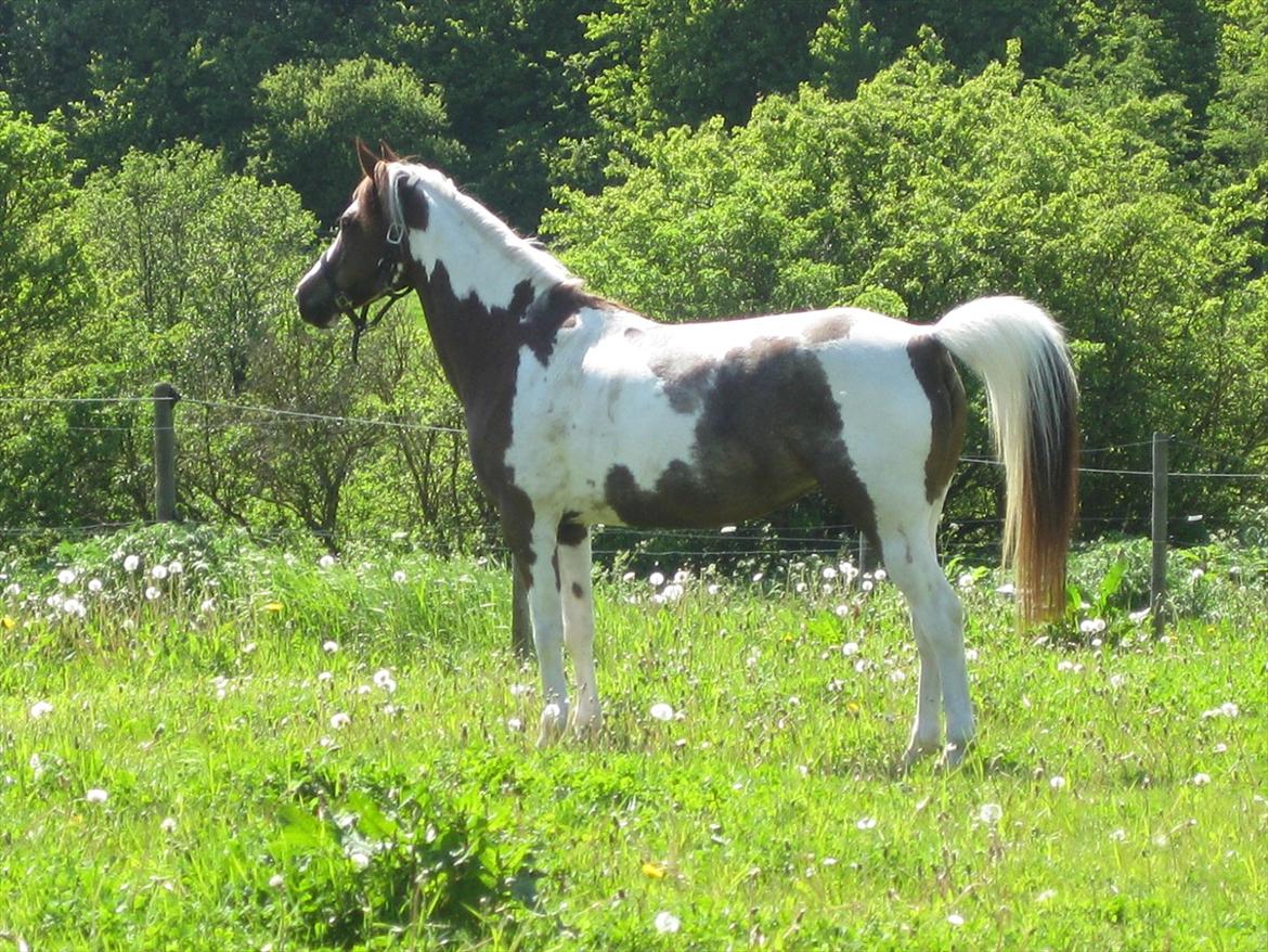 Pinto Araber Bandit Queen billede 19