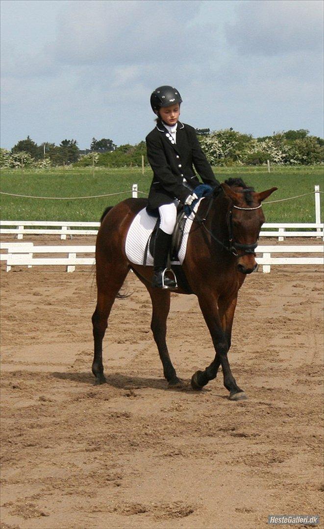 Tysk Sportspony Palma Nova billede 4