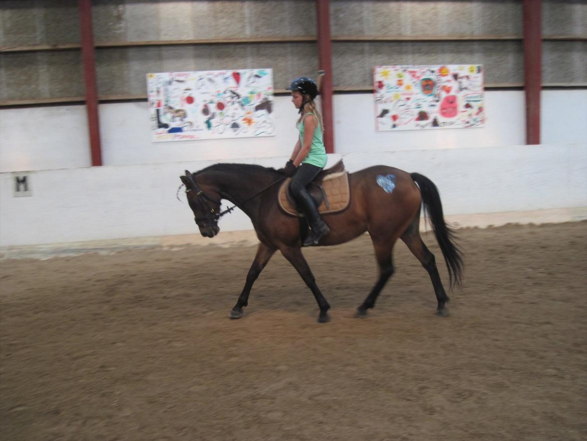 Tysk Sportspony Palma Nova billede 19