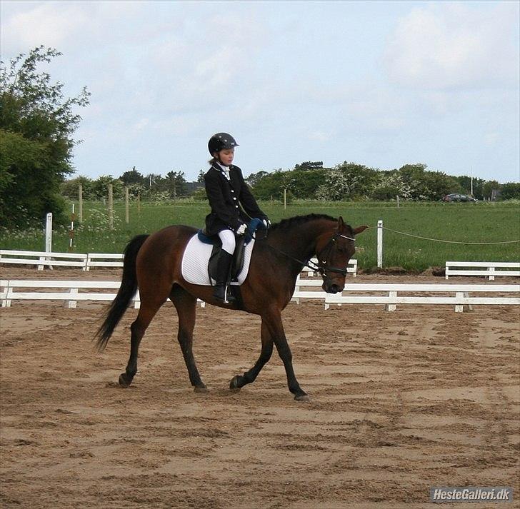 Tysk Sportspony Palma Nova billede 20